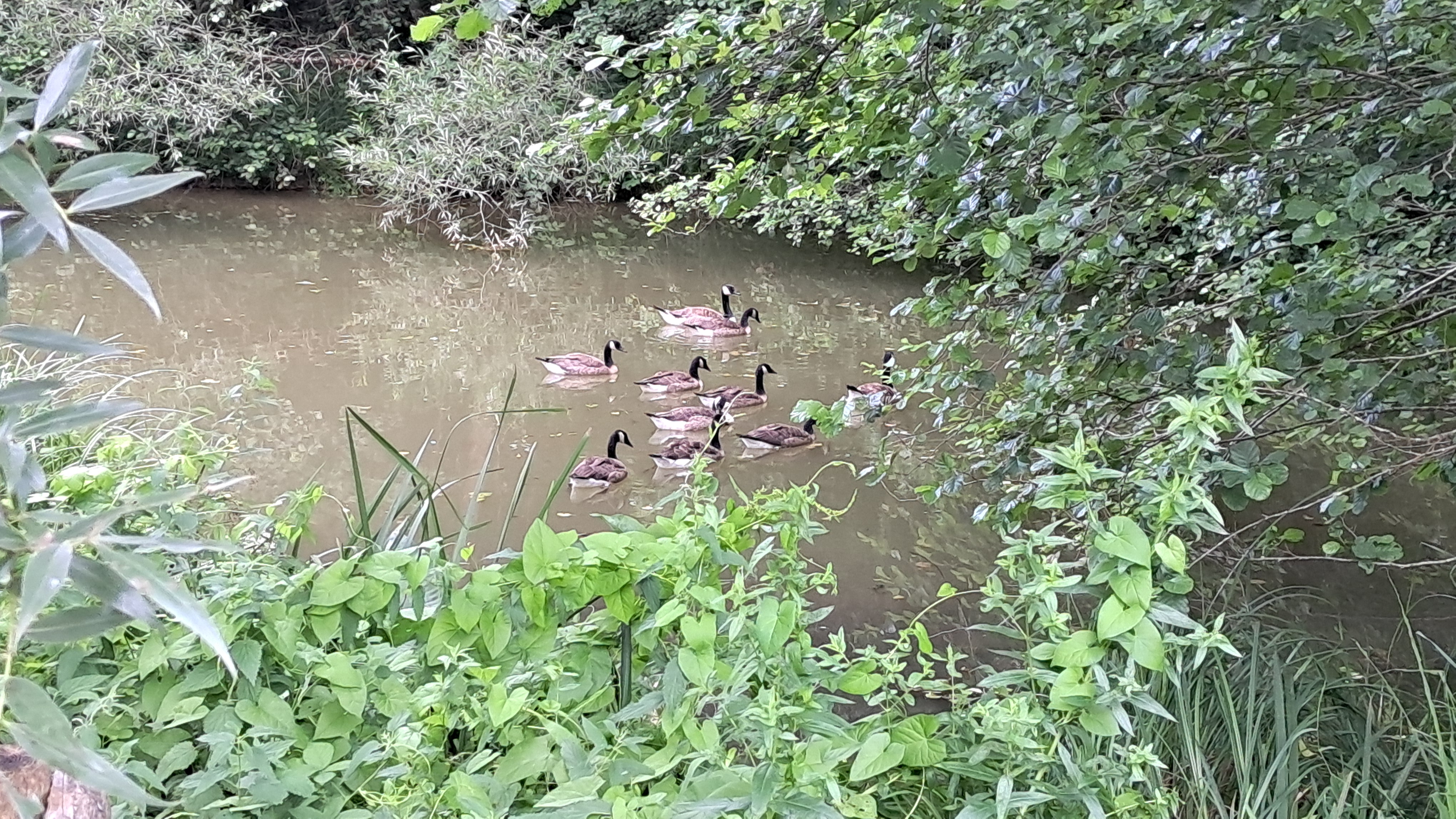 A group of geese swimming together on a narrow, vegetation-lined stream.