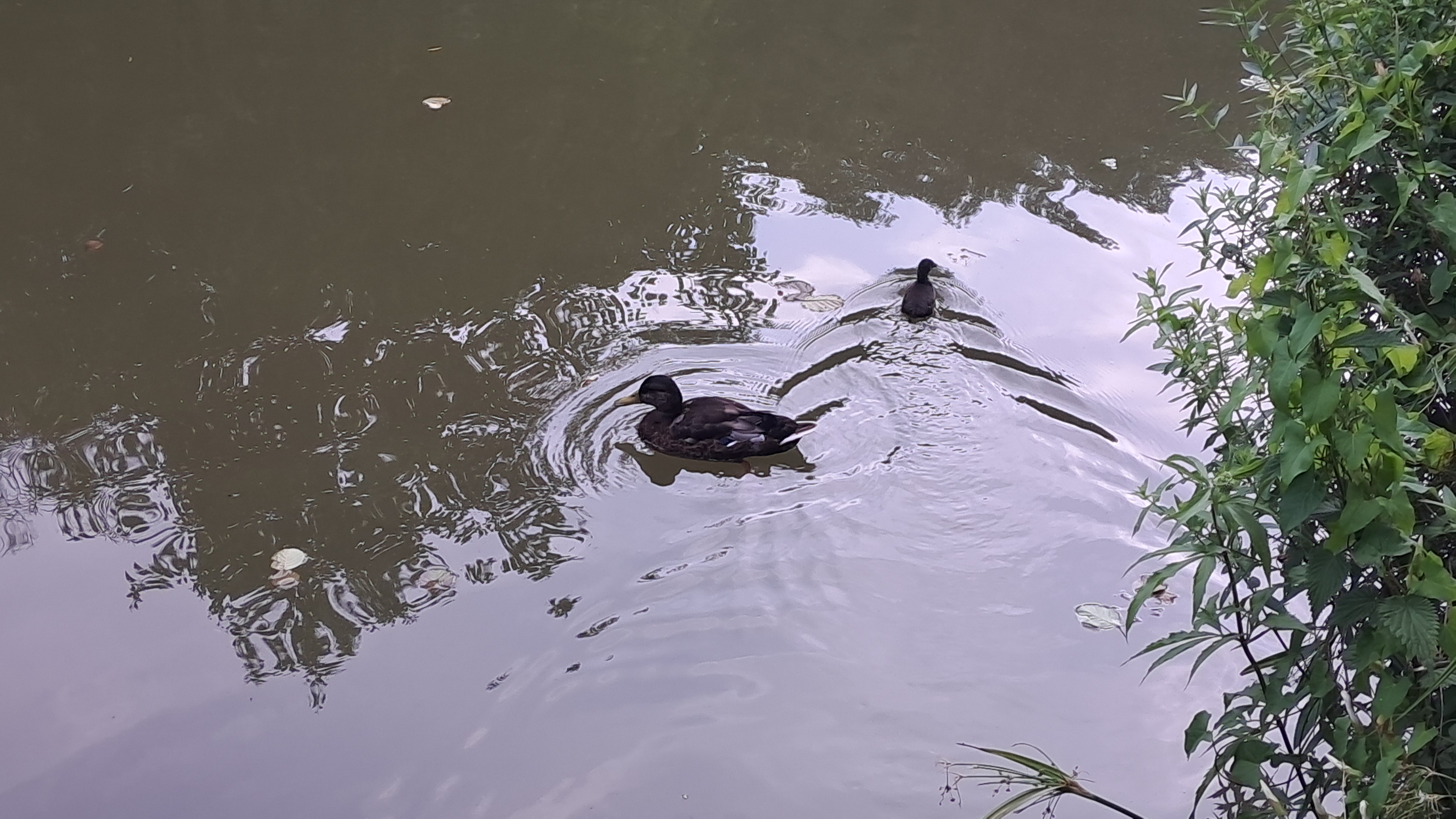 Two ducks swimming across murky water near overhanging vegetation, leaving ripples behind them.