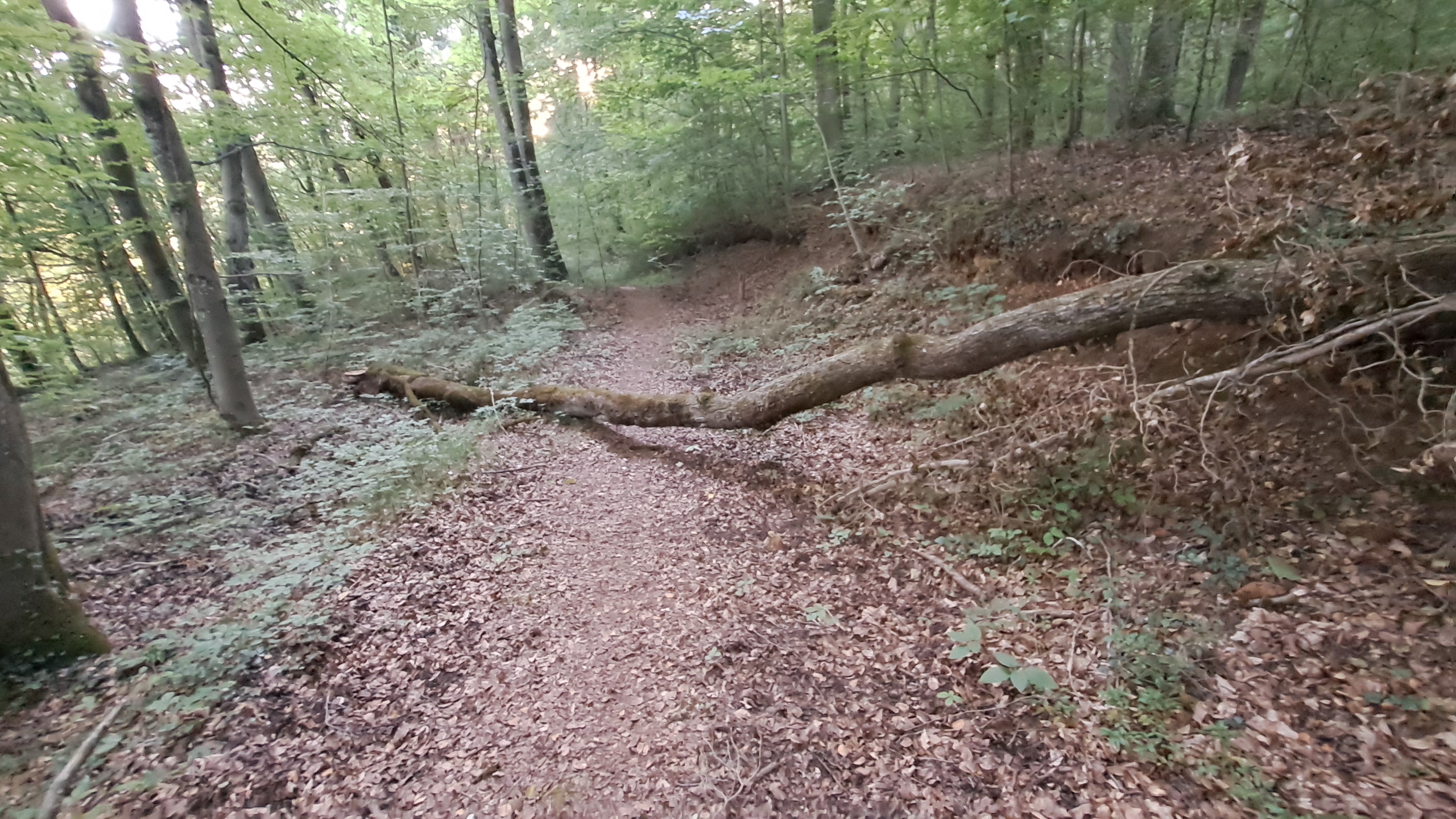Fallen tree trunk lying across a narrow, leaf-covered forest path.