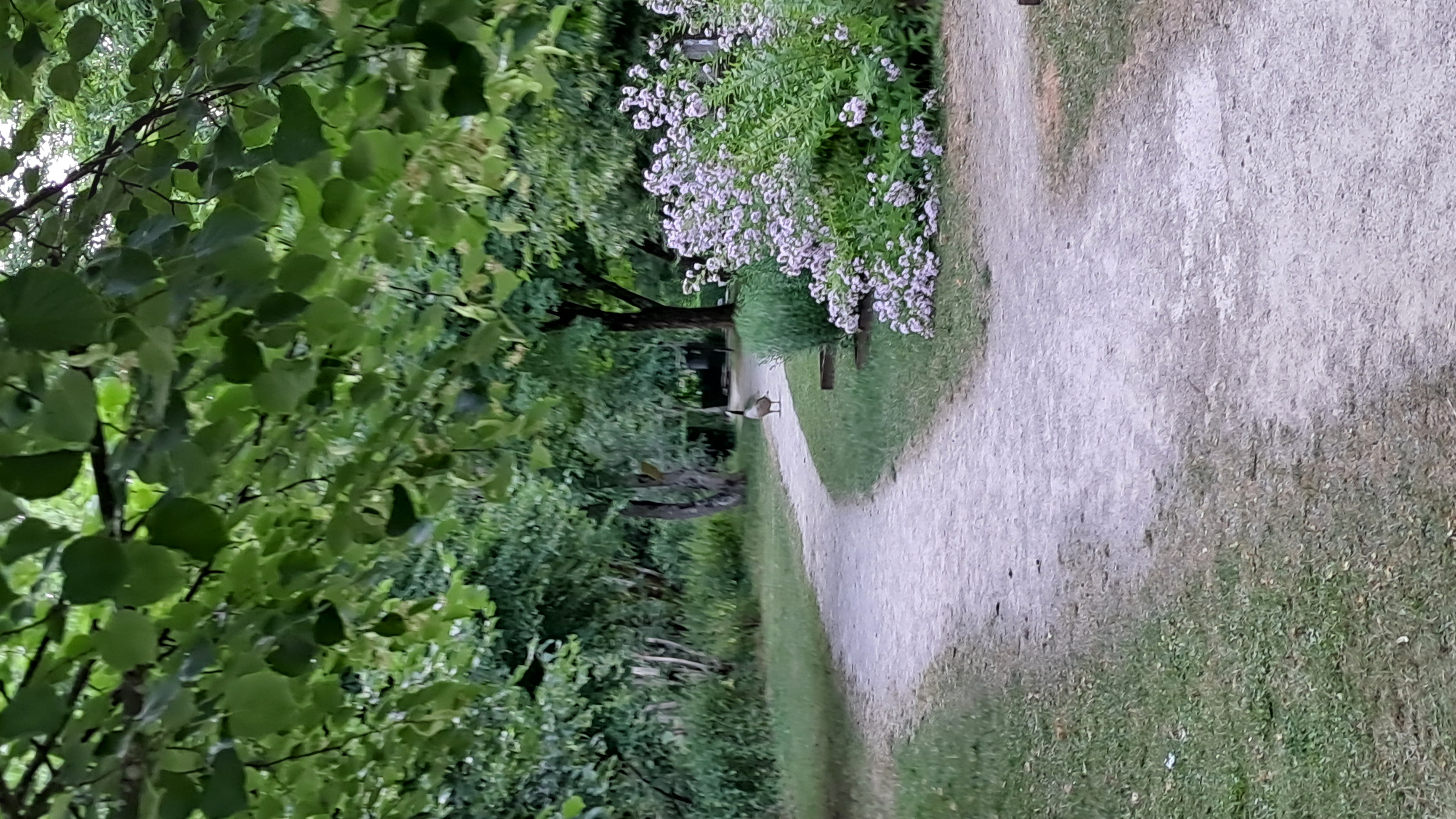A goose walking along a winding gravel path through a leafy garden, with pale purple flowers beside the path.
