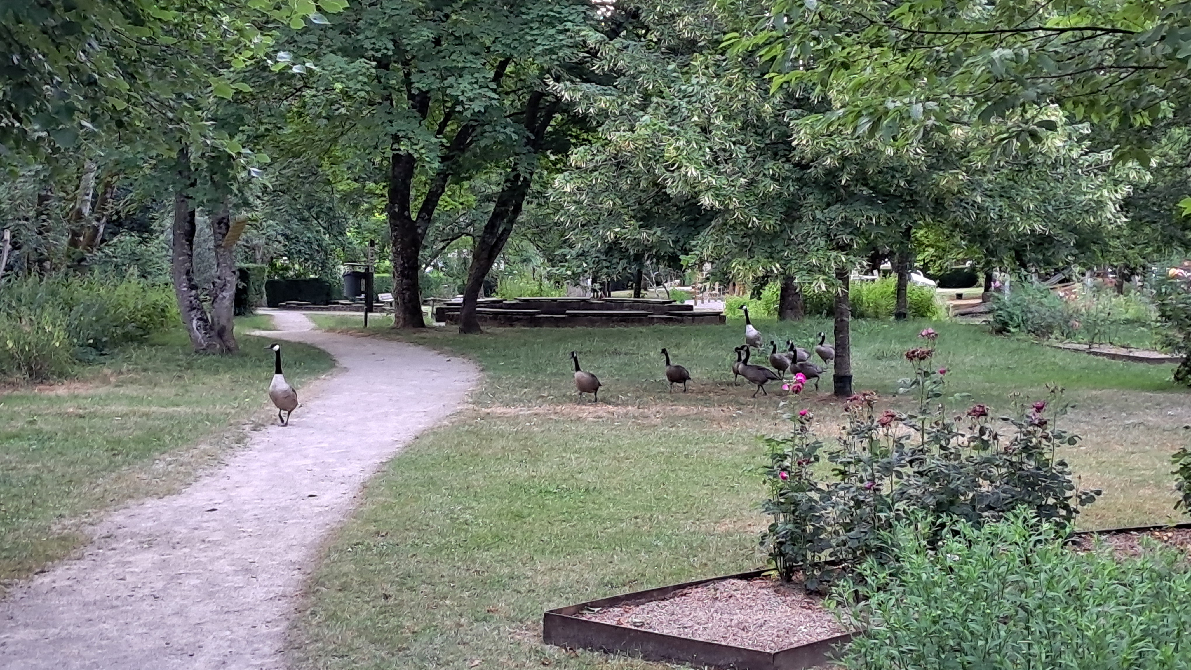 Several geese gathered on the grass beneath trees in a garden, with one goose standing on the gravel path in the foreground.