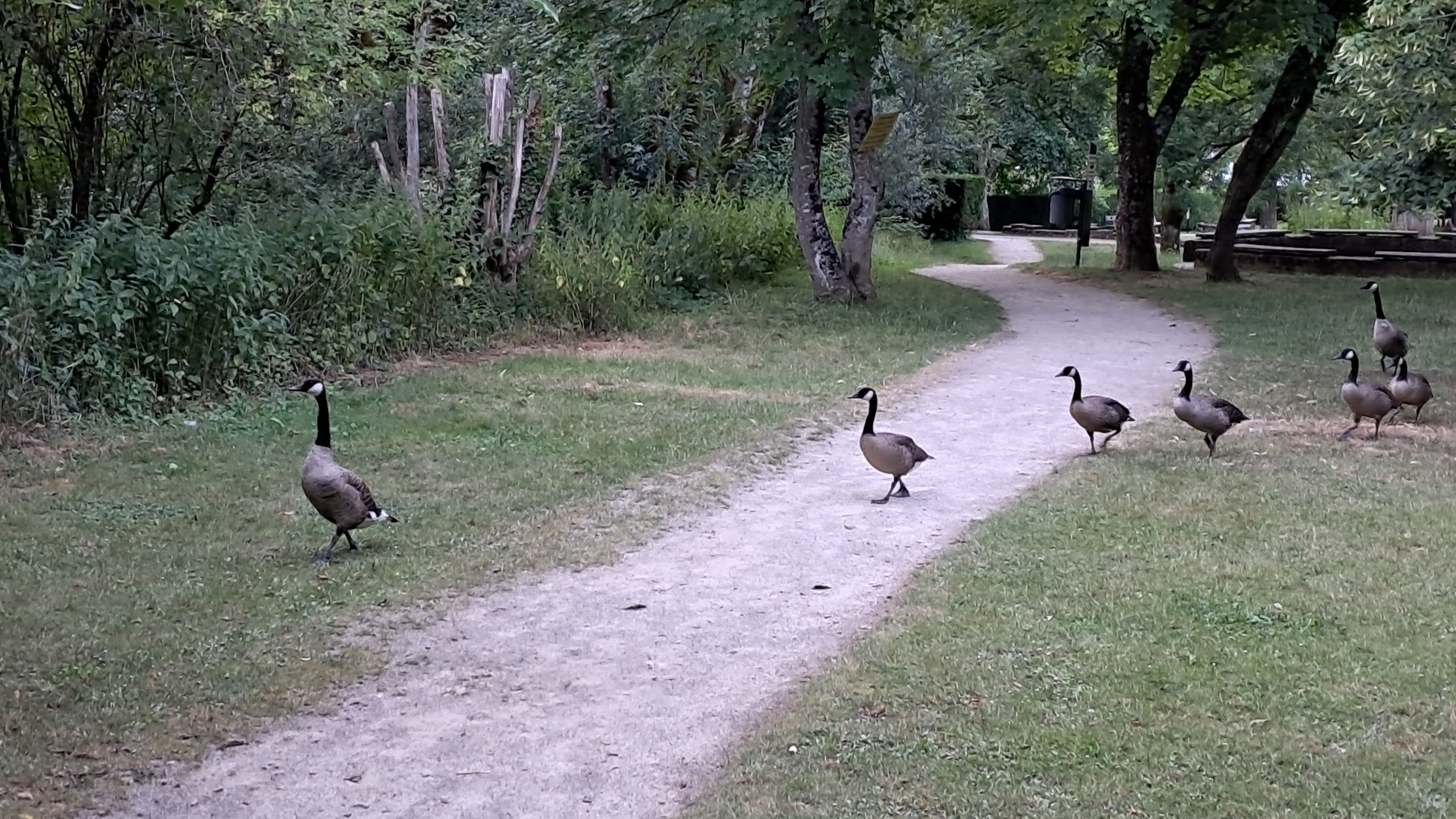 Several geese crossing and standing beside a winding gravel path in a wooded park.