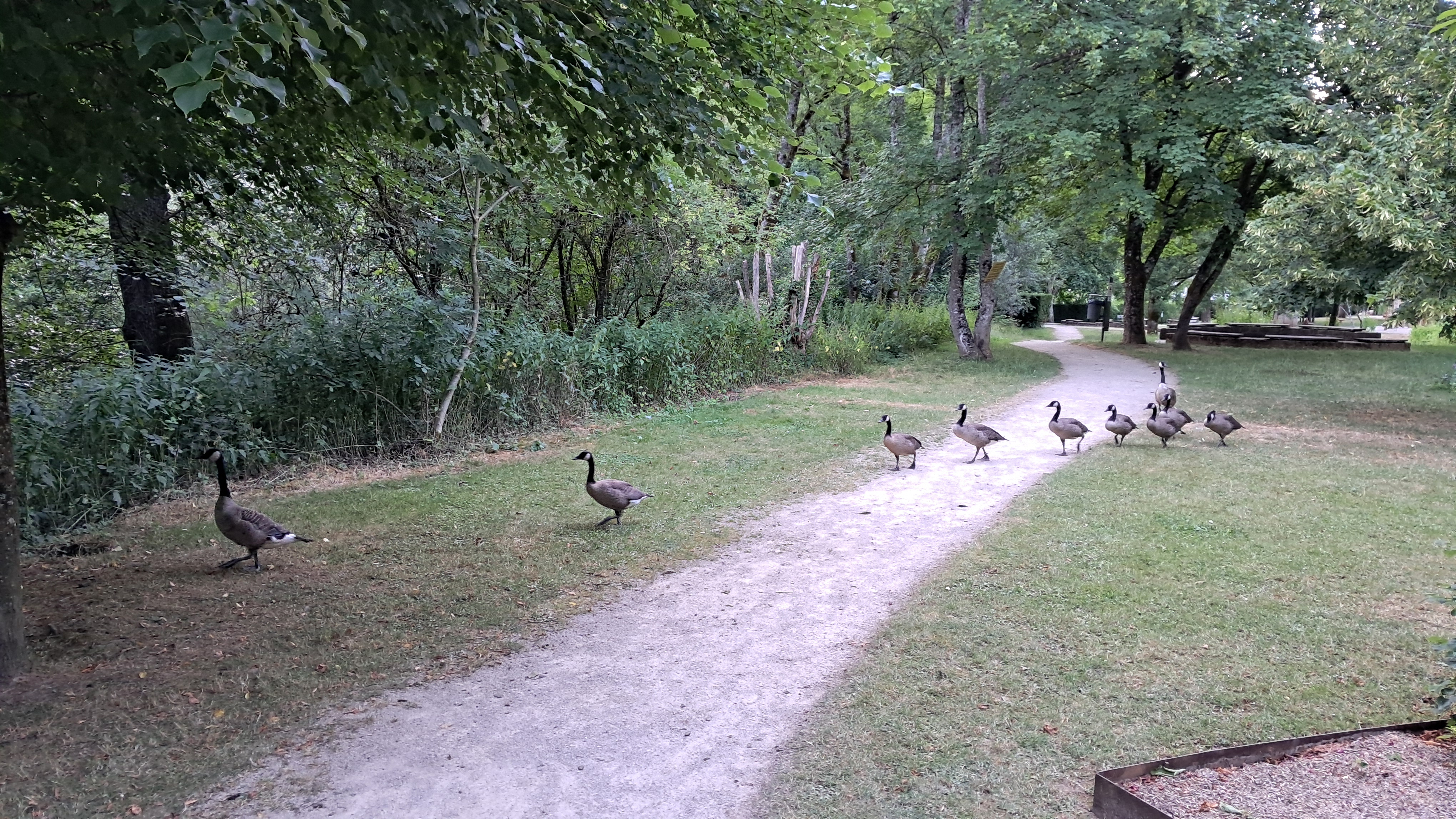 A line of geese walking across a gravel path and adjacent grass beneath dense trees.