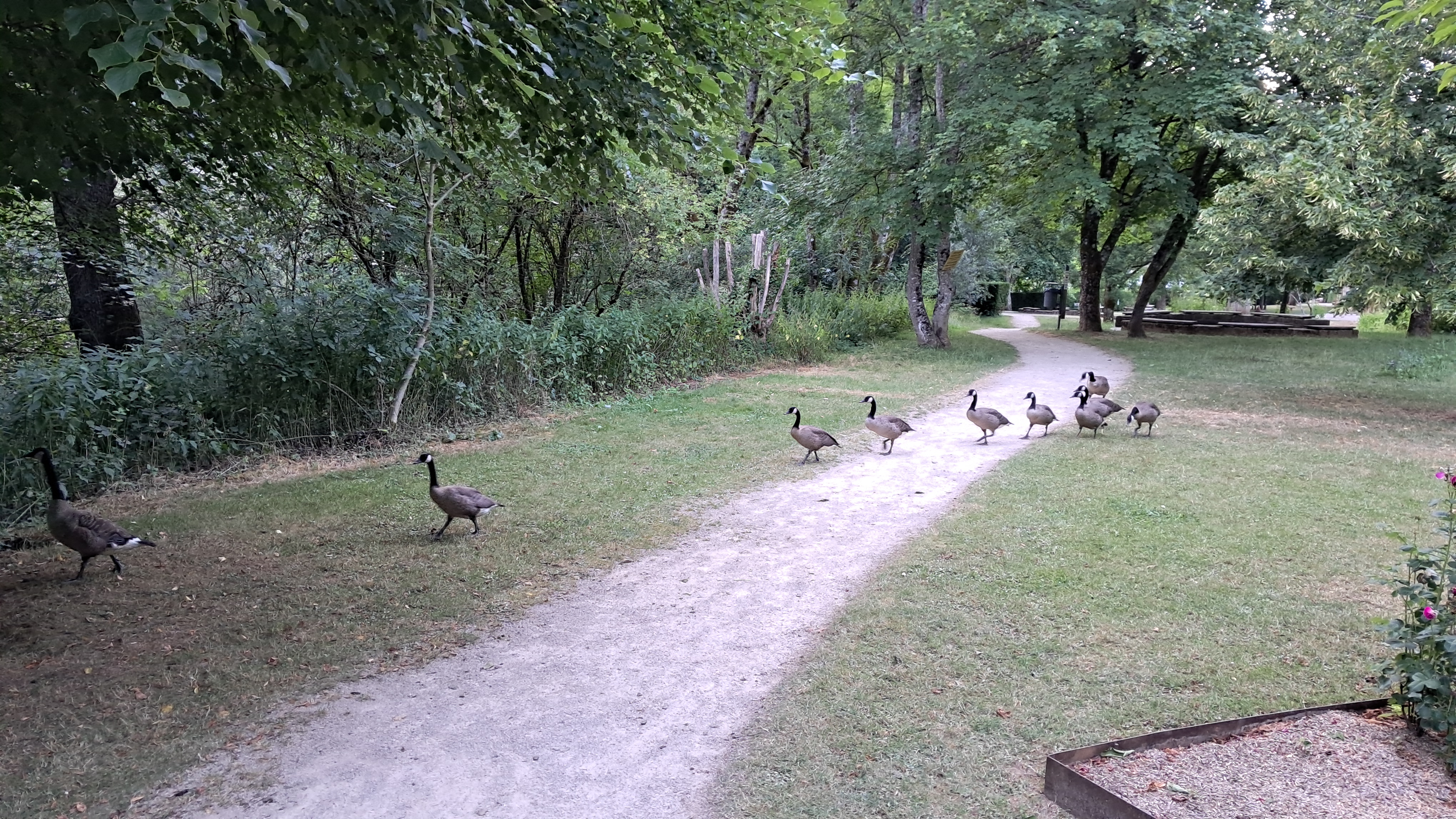 A group of geese crossing a gravel path through a grassy, tree-lined garden.