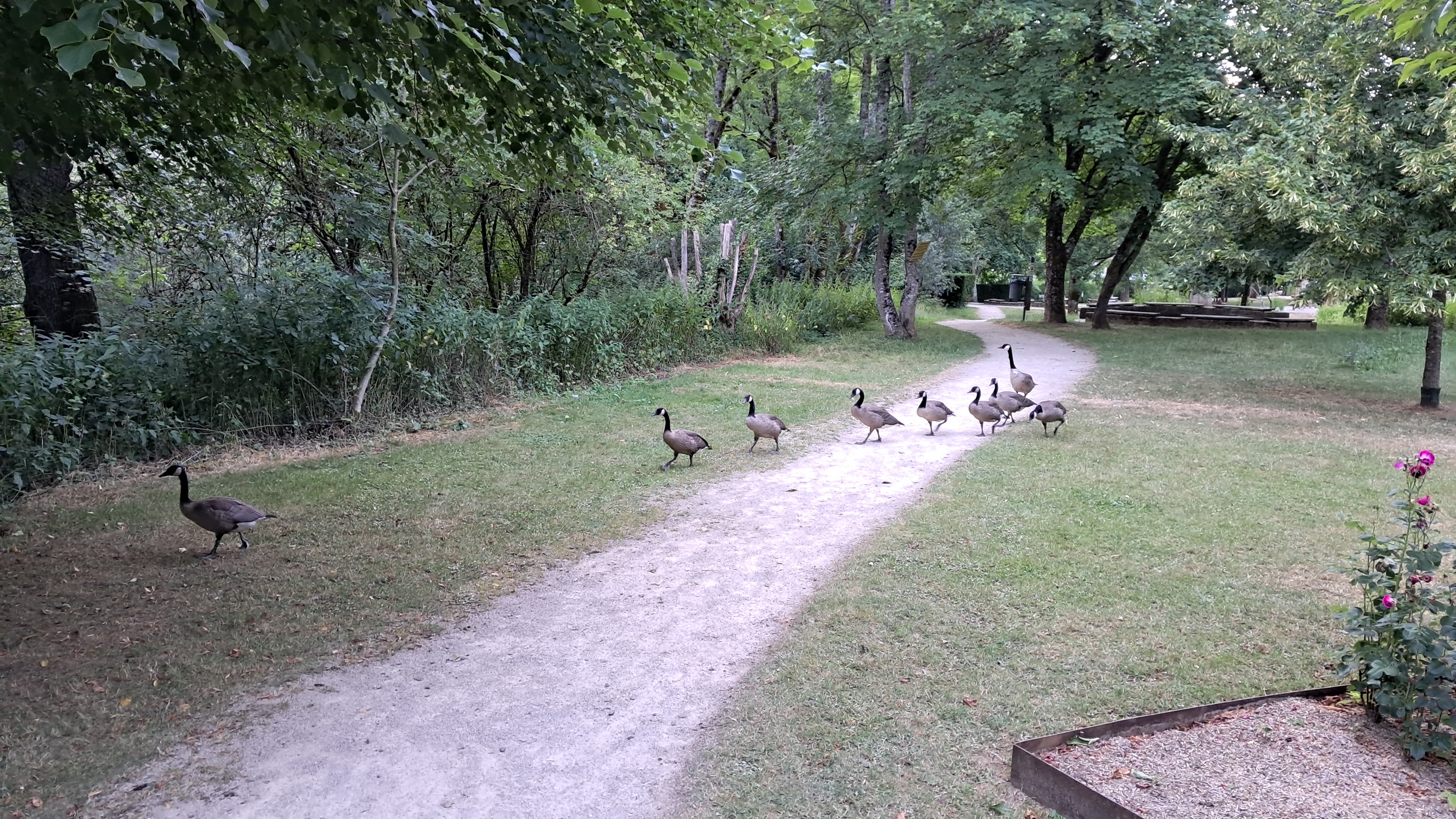 A group of geese walking across a gravel path and the surrounding grass beneath dense trees.