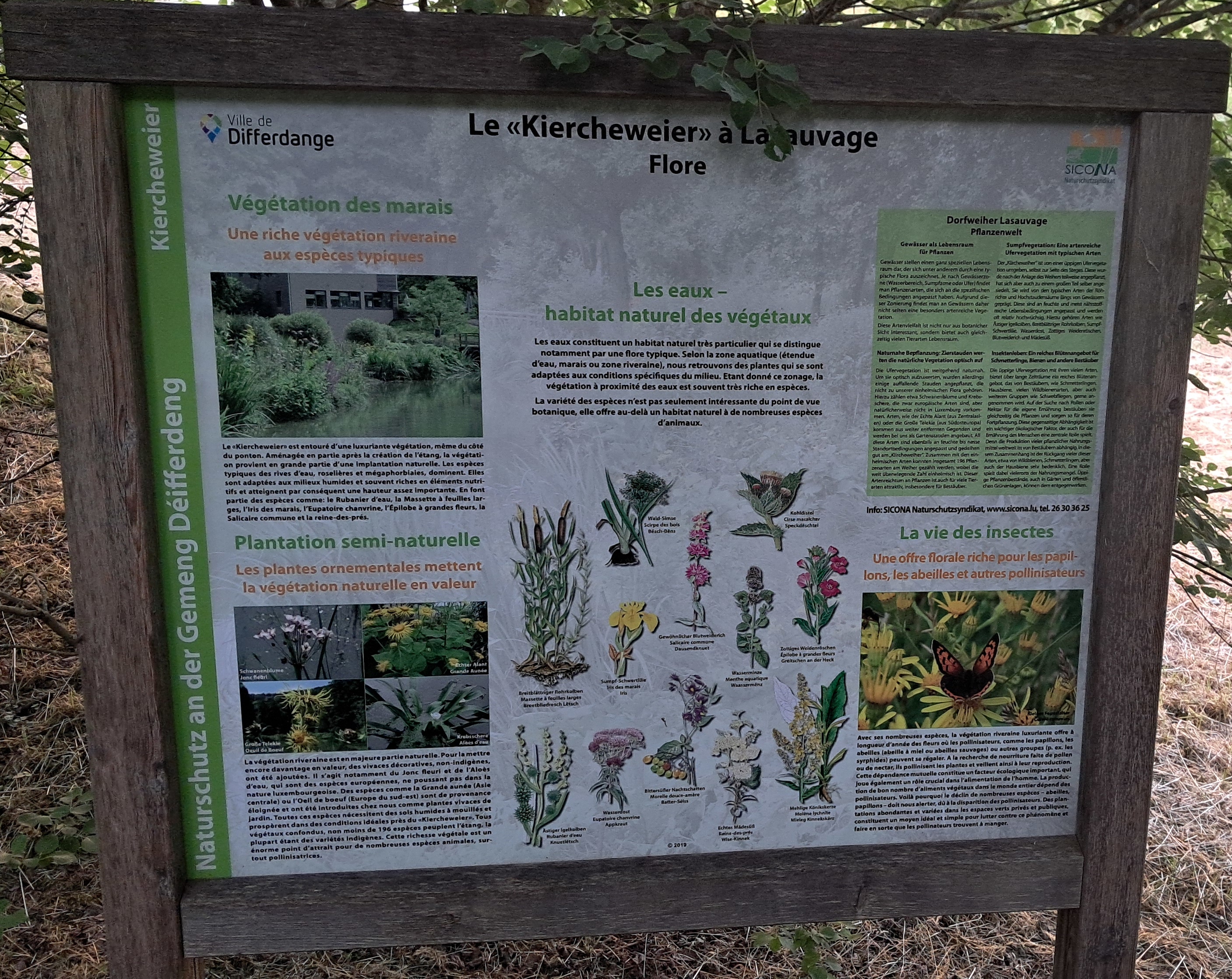 Information board titled “Le «Kiercheweier» à Lasauvage – Flore,” with French and German text, photographs of wetland vegetation and insects, and botanical illustrations of characteristic marsh and riverside plants.