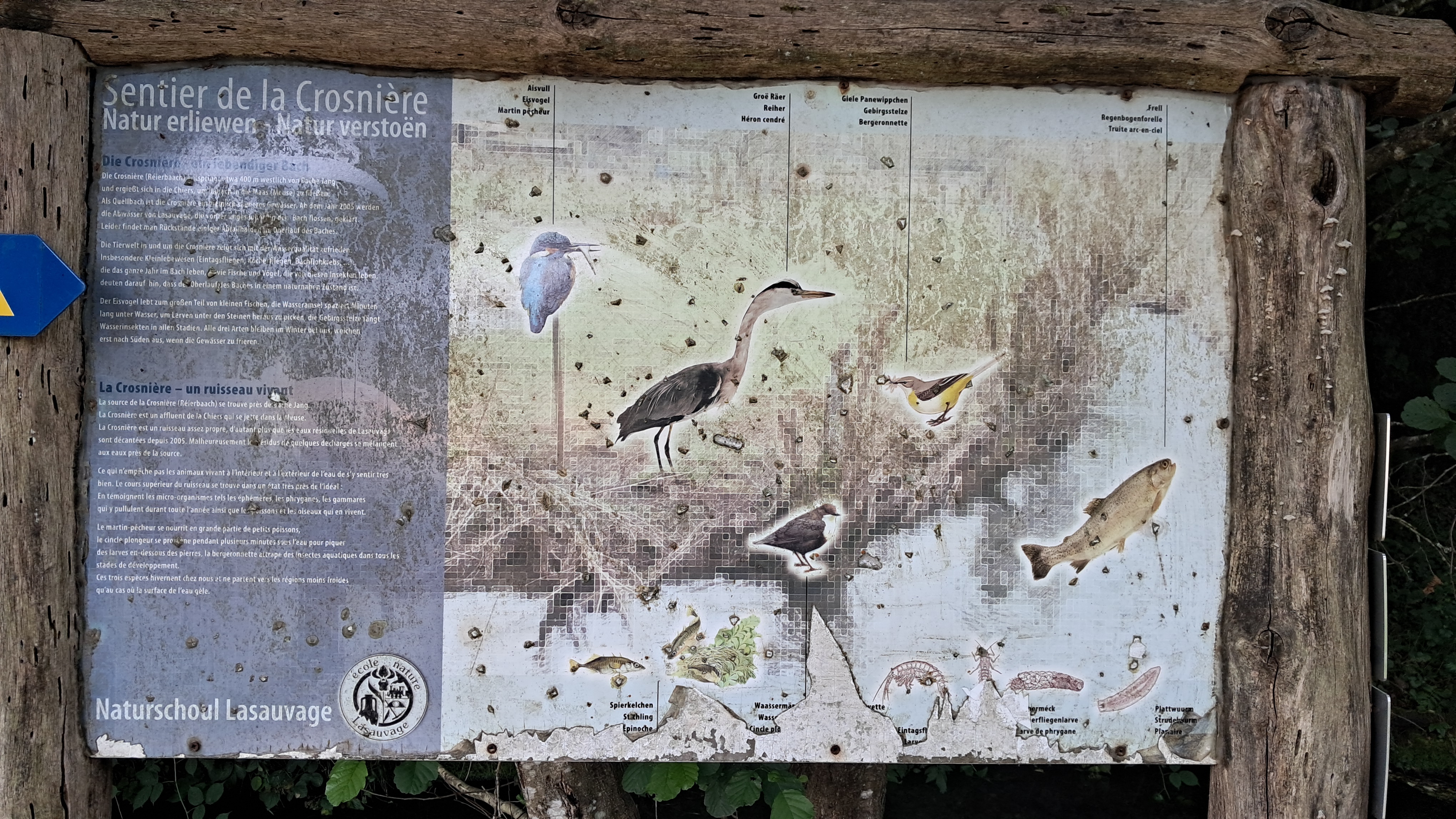 Weathered information board along the Sentier de la Crosnière, with German and French text and illustrated with birds, a trout and aquatic invertebrates found around the stream.