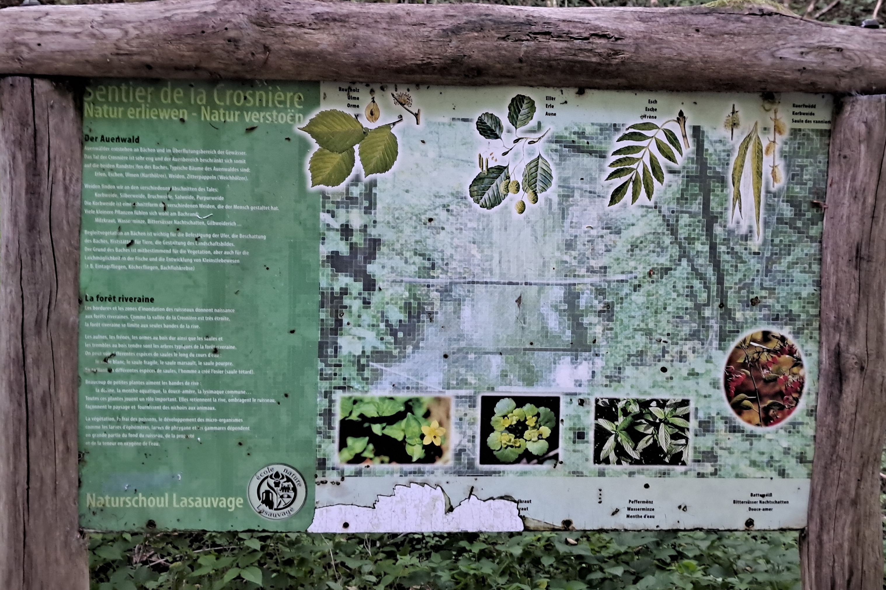 Weathered interpretive board titled “Der Auenwald / La forêt riveraine,” with German and French text alongside illustrations of riparian trees, leaves, seeds and several smaller plants.